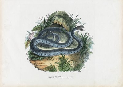 Serpenti, 1863-79 da Raimundo Petraroja